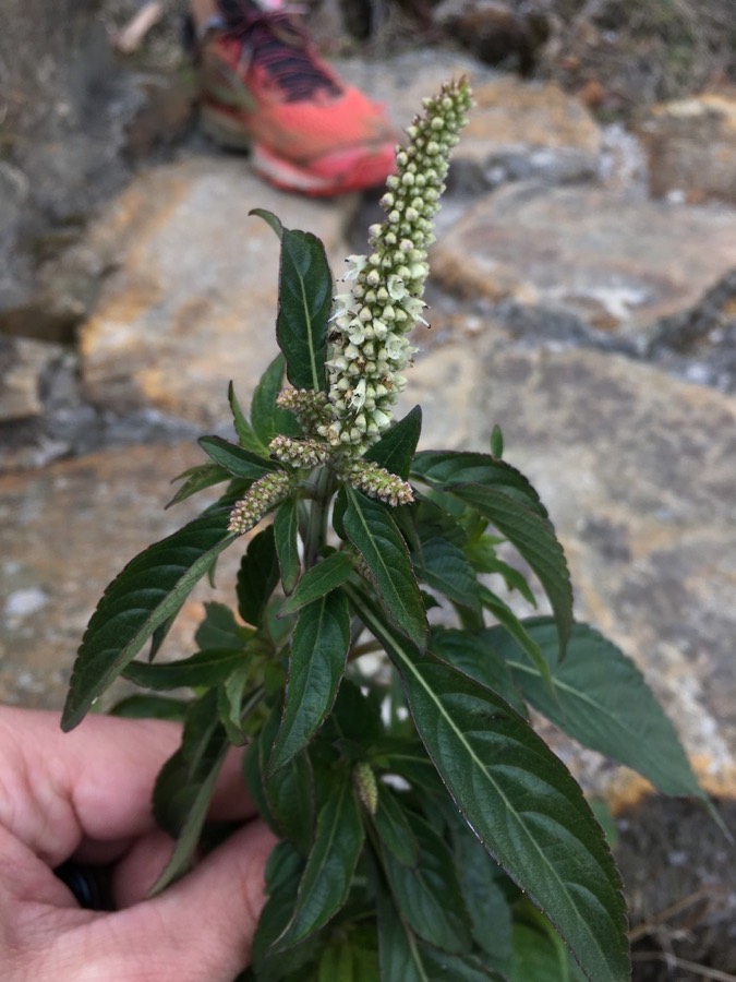 Ảnh minh hoạ Chùa Dù (Elsholtzia blanda) 5