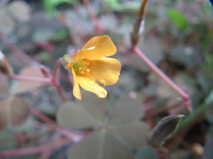 Ảnh minh hoạ Chua Me Đất Hoa Vàng (Oxalis corniculata) 2