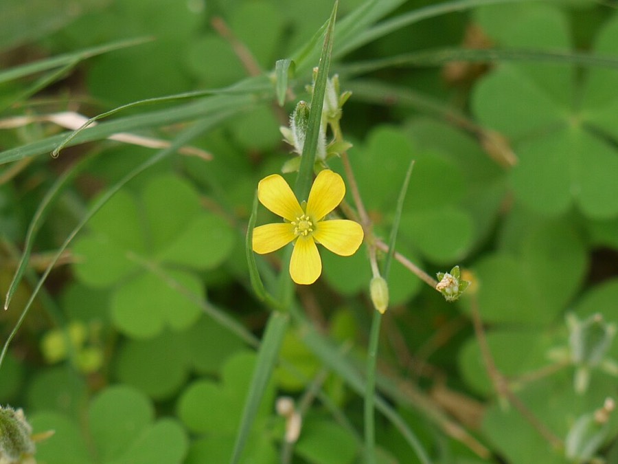 Ảnh minh hoạ Chua Me Đất Hoa Vàng (Oxalis corniculata) 3