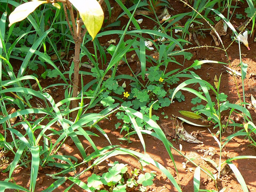 Ảnh minh hoạ Chua Me Đất Hoa Vàng (Oxalis corniculata) 4
