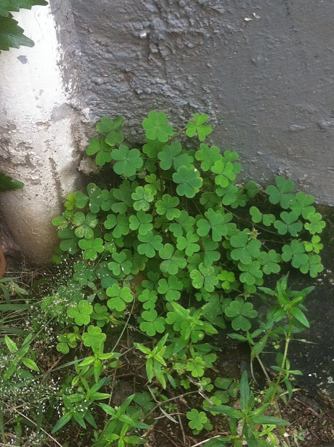 Ảnh minh hoạ Chua Me Đất Hoa Vàng (Oxalis corniculata) 5