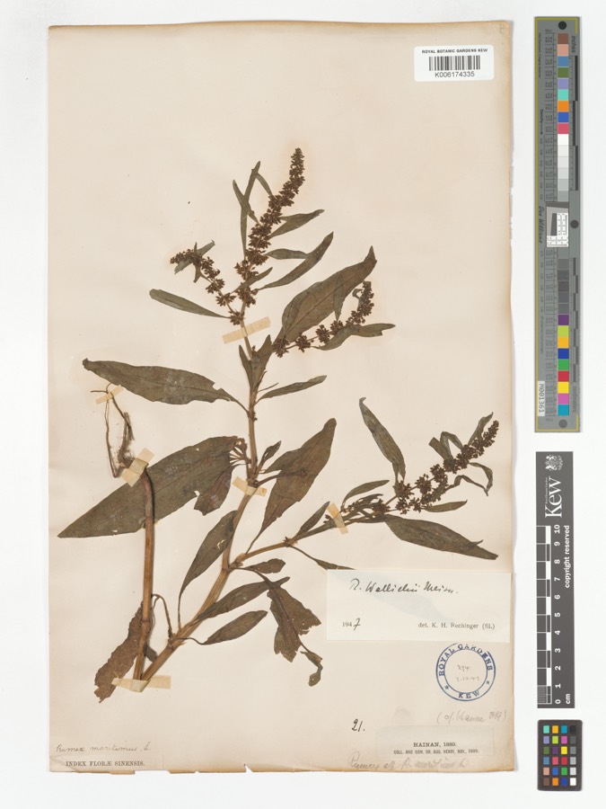 Ảnh minh hoạ Chút Chít (Rumex wallichii) 4