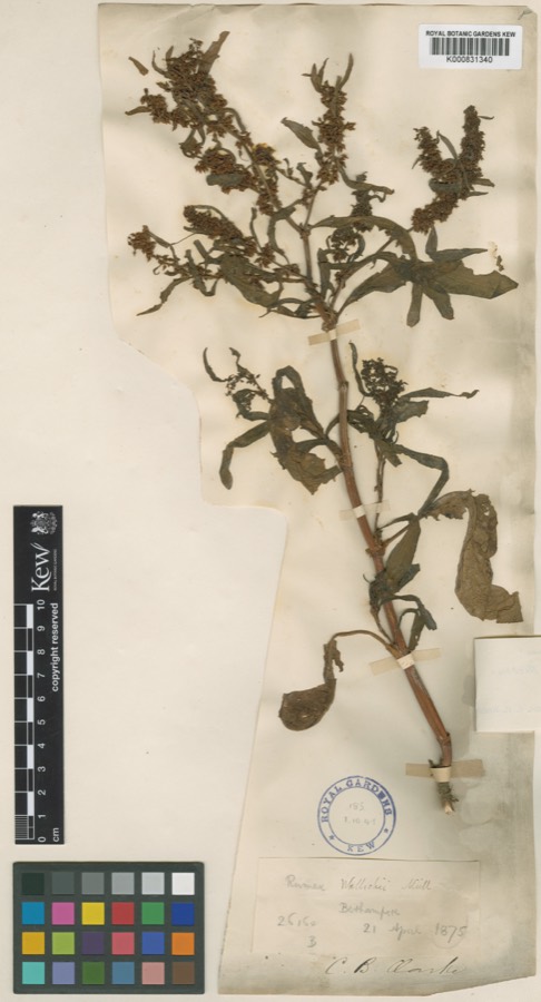 Ảnh minh hoạ Chút Chít (Rumex wallichii) 5