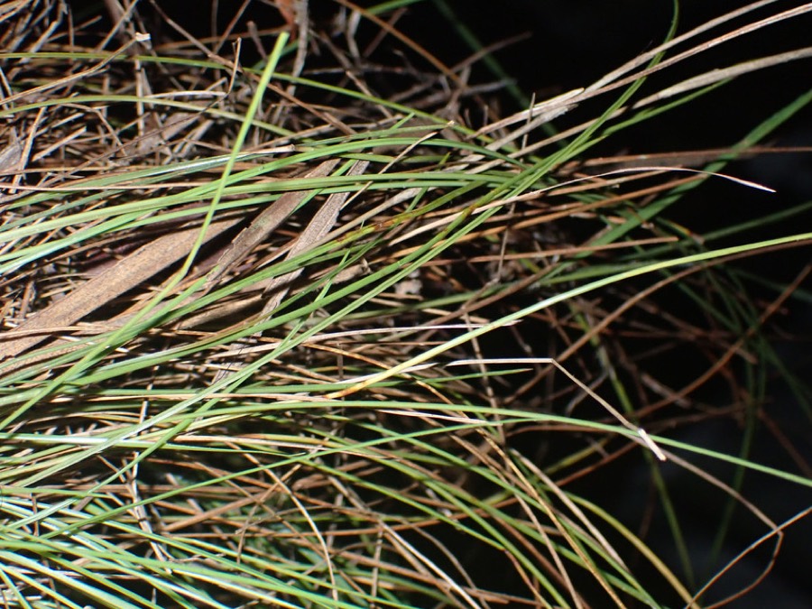 Ảnh minh hoạ Cỏ Bạc Đầu (Kyllinga monocephala) 2