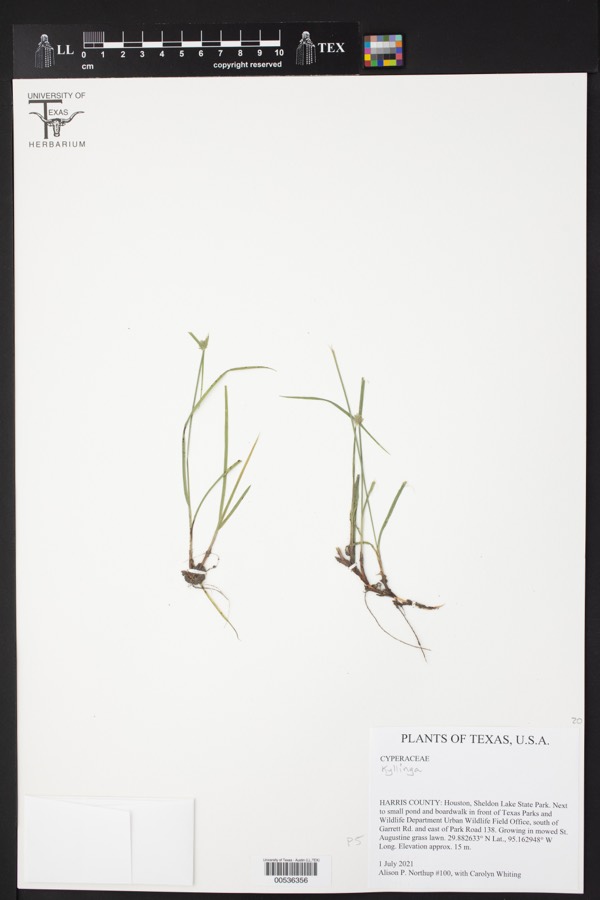 Ảnh minh hoạ Cỏ Bạc Đầu (Kyllinga monocephala) 3
