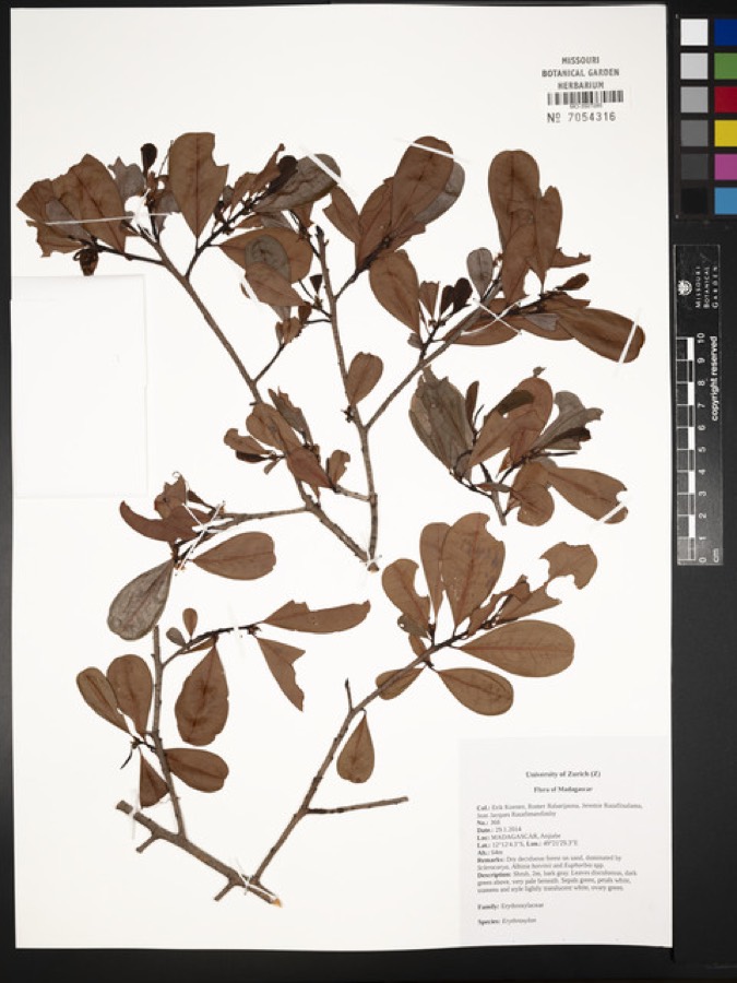 Ảnh minh hoạ Cô Ca (Erythroxylon coca) 4