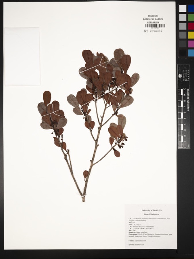 Ảnh minh hoạ Cô Ca (Erythroxylon coca) 5