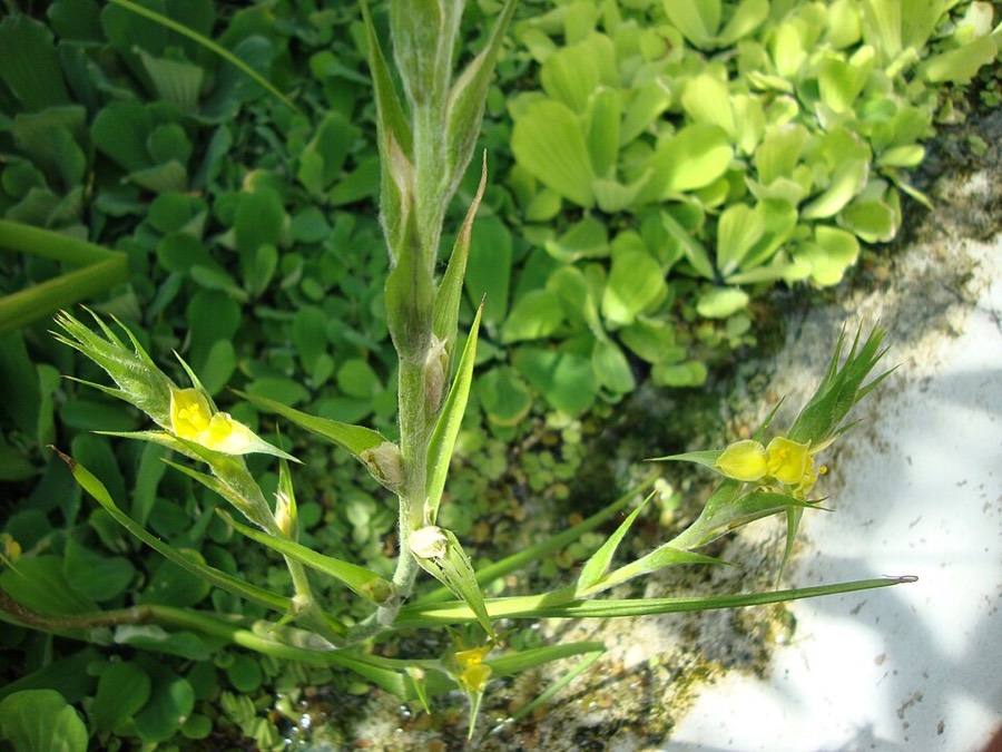 Ảnh minh hoạ Cỏ Đuôi Lươn (Philydrum lanuginosum) 1