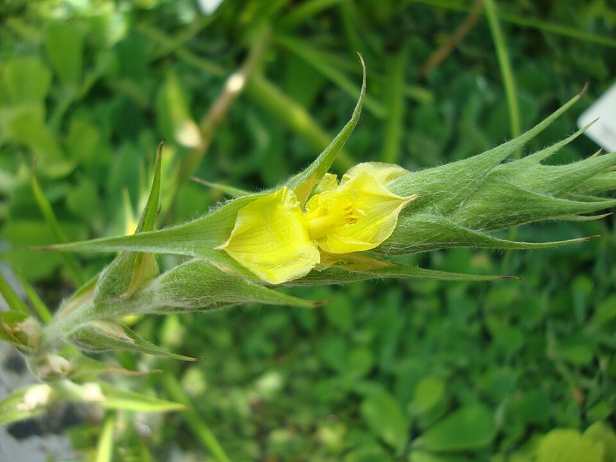 Ảnh minh hoạ Cỏ Đuôi Lươn (Philydrum lanuginosum) 2
