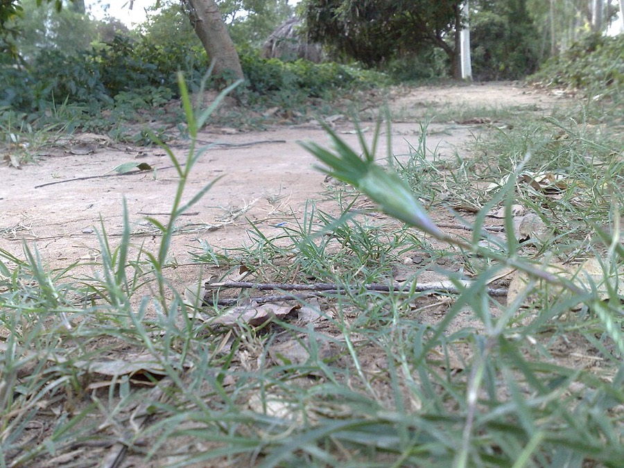 Ảnh minh hoạ Cỏ Gà (Cynodon dactylon) 4