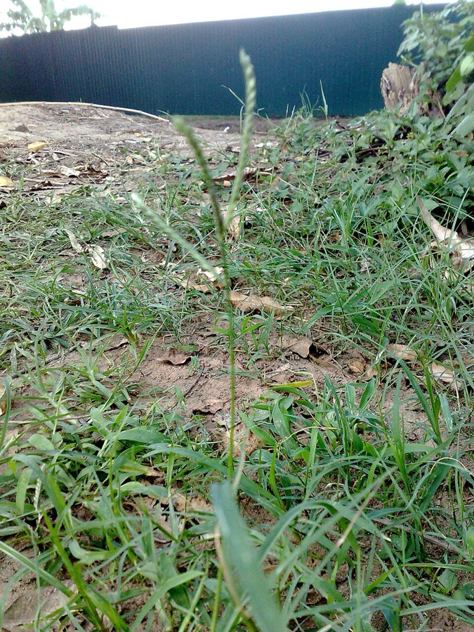 Ảnh minh hoạ Cỏ Gà (Cynodon dactylon) 5