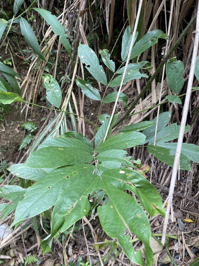 Ảnh minh hoạ Cổ Giải (Millettia pachycarpa) 1