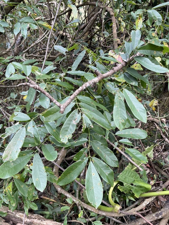 Ảnh minh hoạ Cổ Giải (Millettia pachycarpa) 2