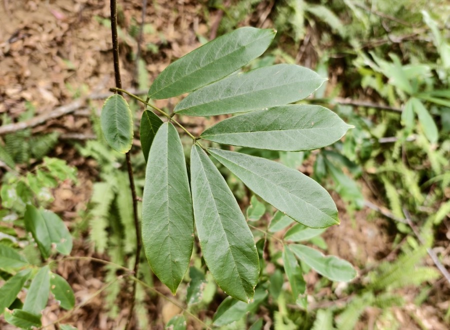 Ảnh minh hoạ Cổ Giải (Millettia pachycarpa) 3