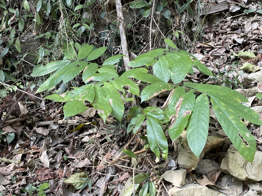 Ảnh minh hoạ Cổ Giải (Millettia pachycarpa) 4