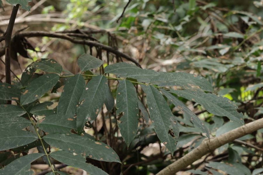 Ảnh minh hoạ Cổ Giải (Millettia pachycarpa) 5