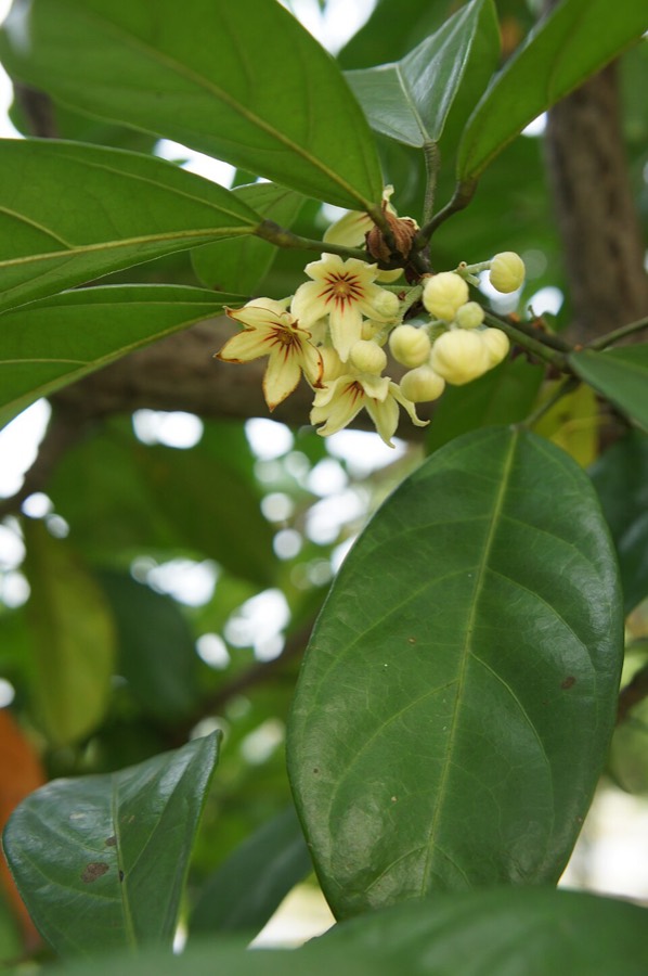 Ảnh minh hoạ Cô La (Cola nitida) 4