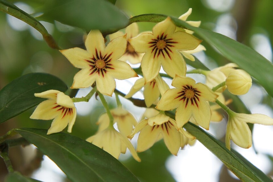 Ảnh minh hoạ Cô La (Cola nitida) 5