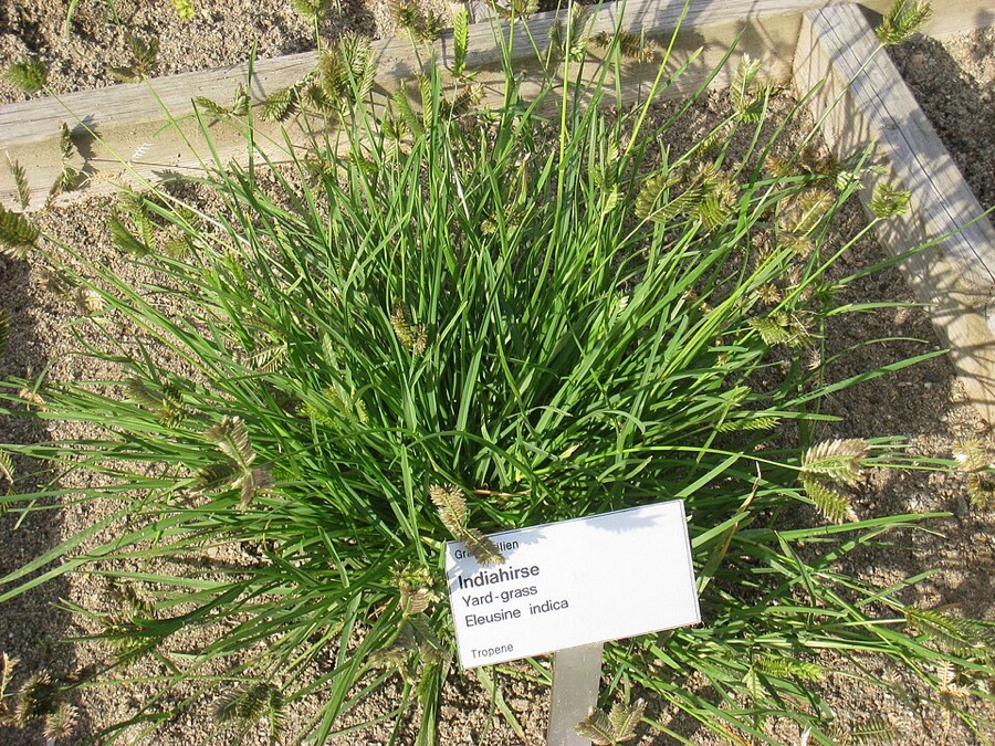 Ảnh minh hoạ Cỏ Mần Trầu (Eleusine indica) 2