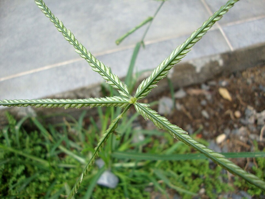 Ảnh minh hoạ Cỏ Mần Trầu (Eleusine indica) 3