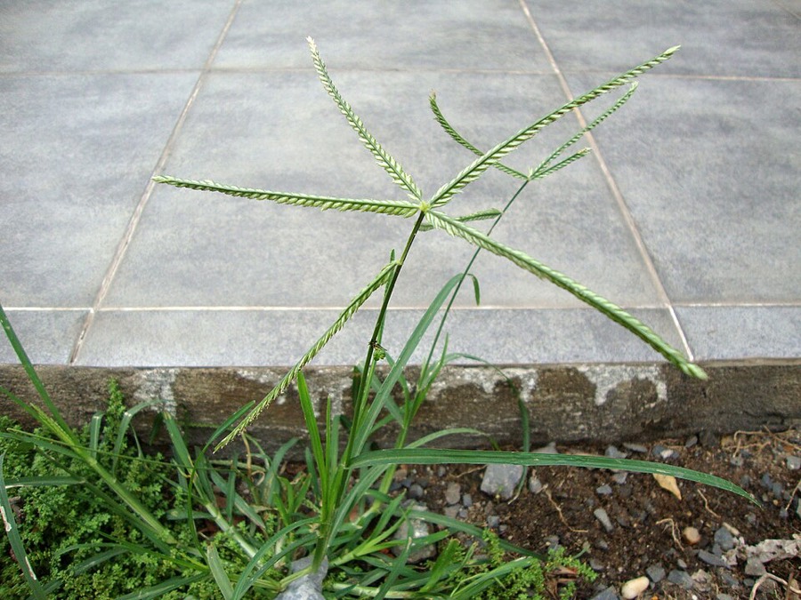 Ảnh minh hoạ Cỏ Mần Trầu (Eleusine indica) 4