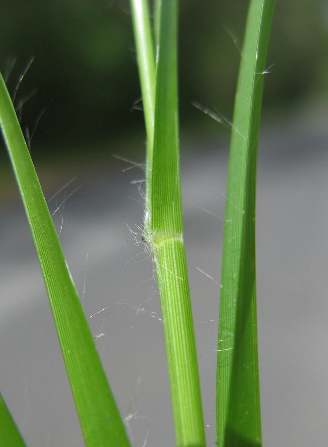 Ảnh minh hoạ Cỏ Mần Trầu (Eleusine indica) 5