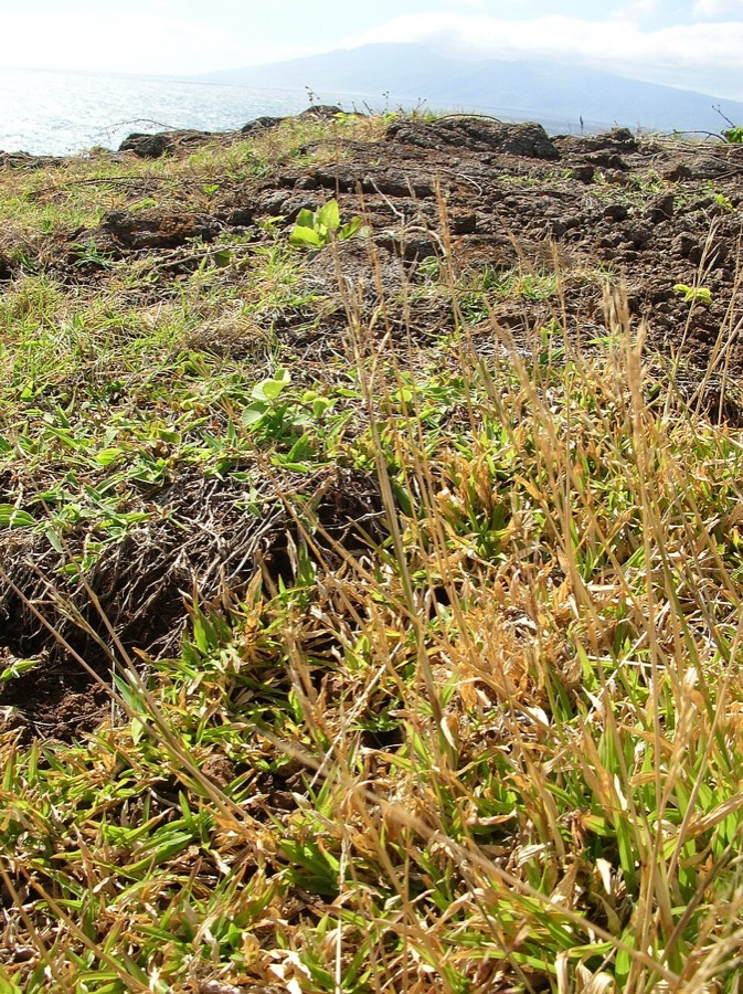 Ảnh minh hoạ Cỏ May (Chrysopogon aciculatus) 4