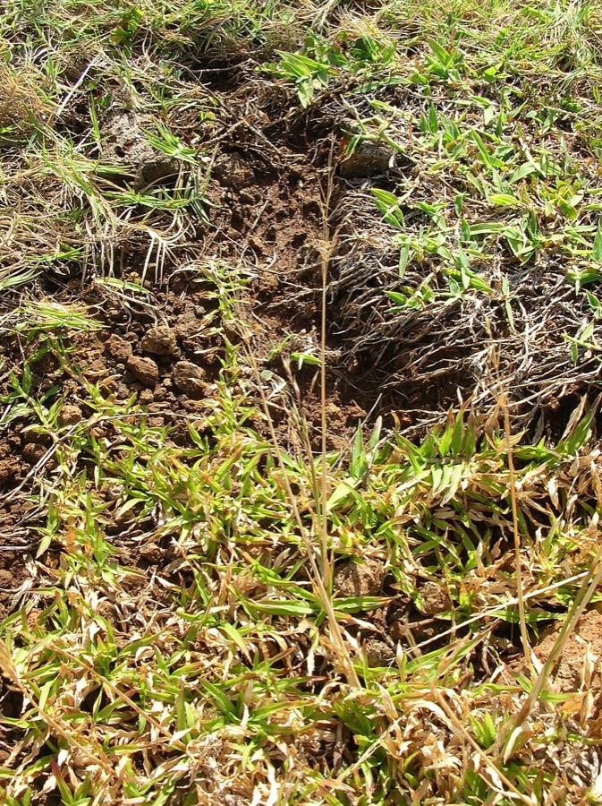 Ảnh minh hoạ Cỏ May (Chrysopogon aciculatus) 5