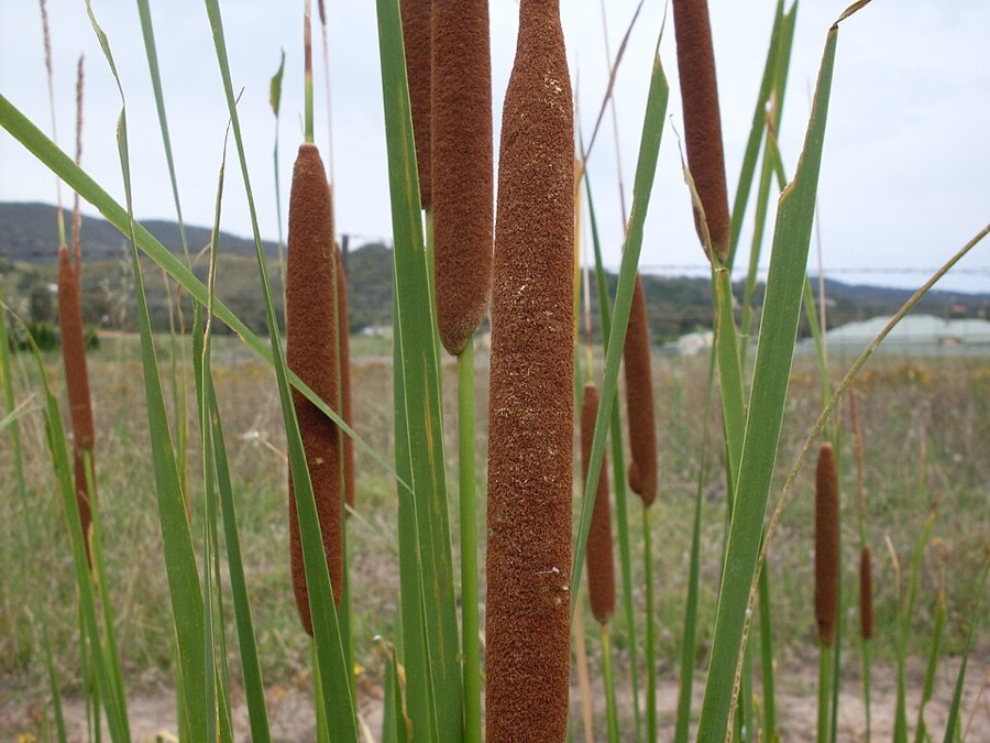 Ảnh minh hoạ Cỏ Nến (Typha orientalis) 1