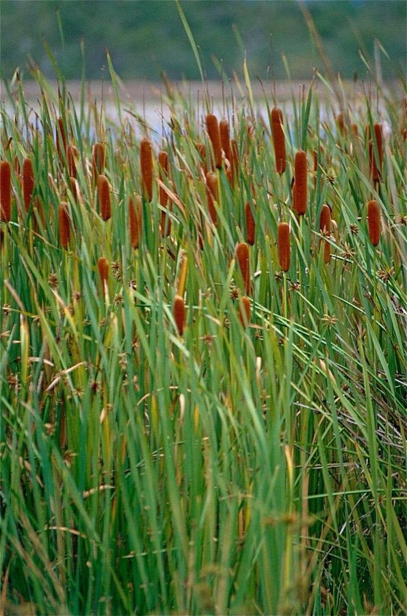 Ảnh minh hoạ Cỏ Nến (Typha orientalis) 2