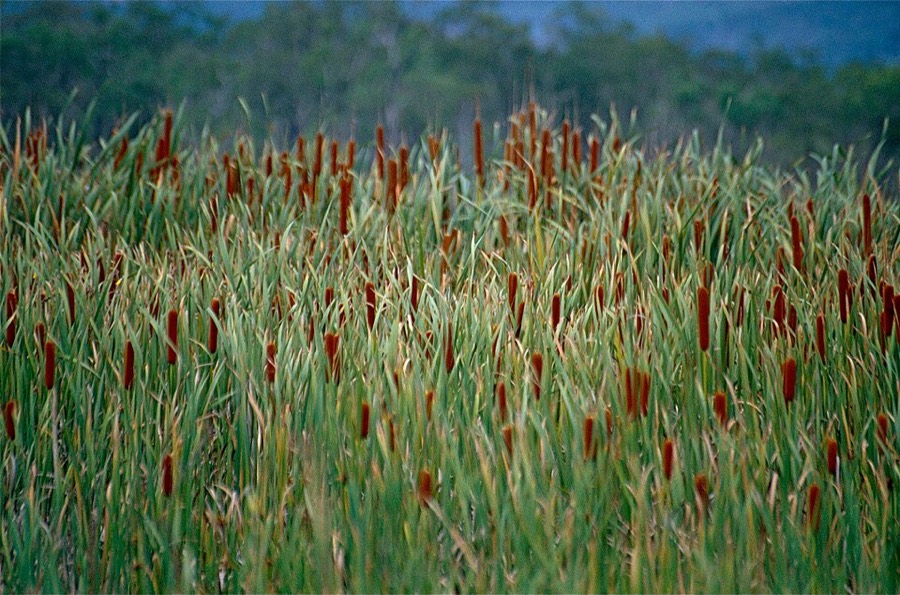 Ảnh minh hoạ Cỏ Nến (Typha orientalis) 3
