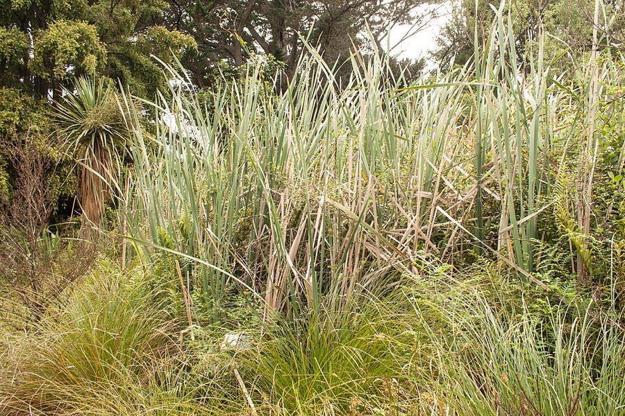 Ảnh minh hoạ Cỏ Nến (Typha orientalis) 4