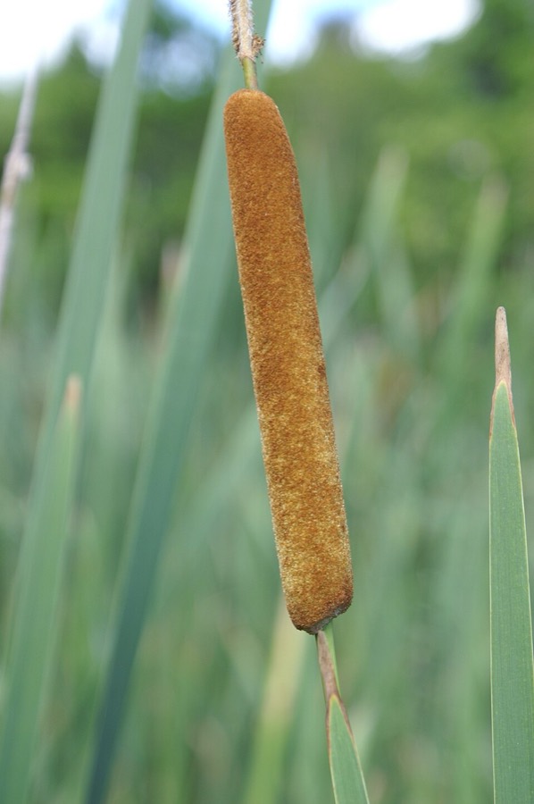 Ảnh minh hoạ Cỏ Nến (Typha orientalis) 5