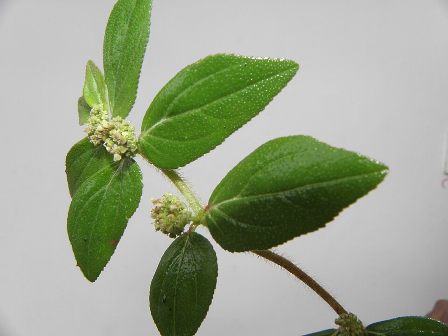 Ảnh minh hoạ Cỏ Sữa Nhỏ Lá (Euphorbia thymifolia) 4