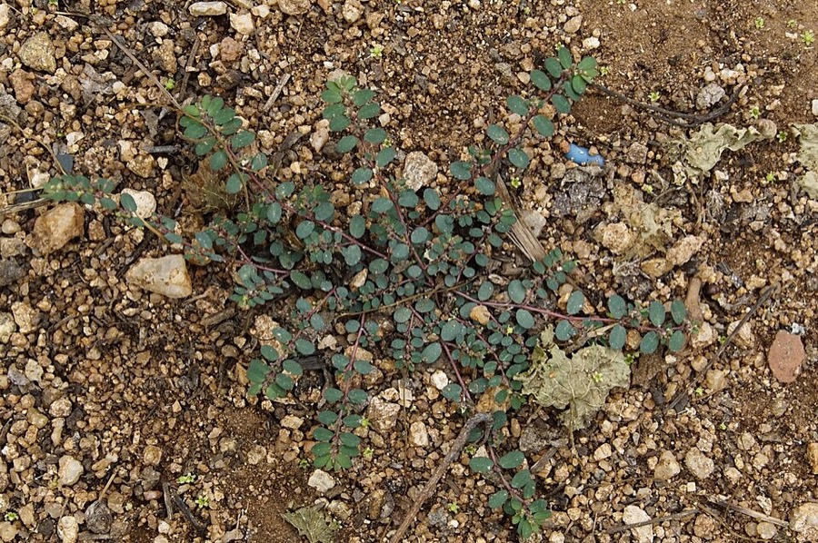 Ảnh minh hoạ Cỏ Sữa Nhỏ Lá (Euphorbia thymifolia) 5