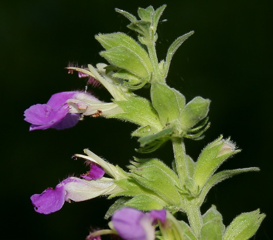 Ảnh minh hoạ Cỏ Thiên Thảo (Anisomeles indica) 1