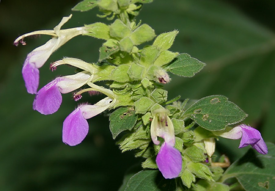Ảnh minh hoạ Cỏ Thiên Thảo (Anisomeles indica) 2