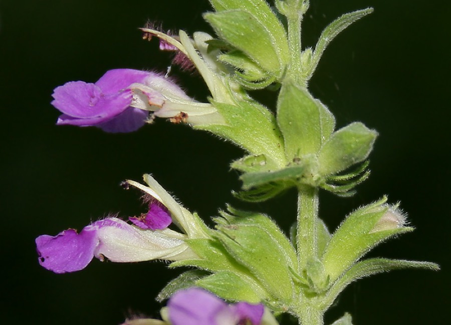 Ảnh minh hoạ Cỏ Thiên Thảo (Anisomeles indica) 3