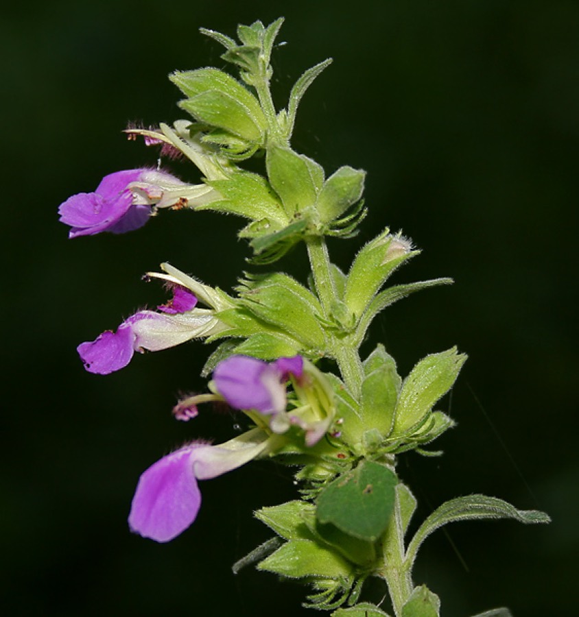 Ảnh minh hoạ Cỏ Thiên Thảo (Anisomeles indica) 4