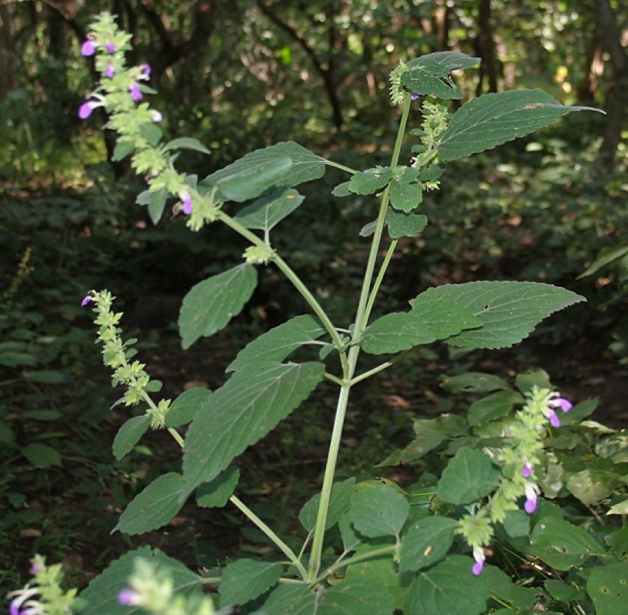 Ảnh minh hoạ Cỏ Thiên Thảo (Anisomeles indica) 5