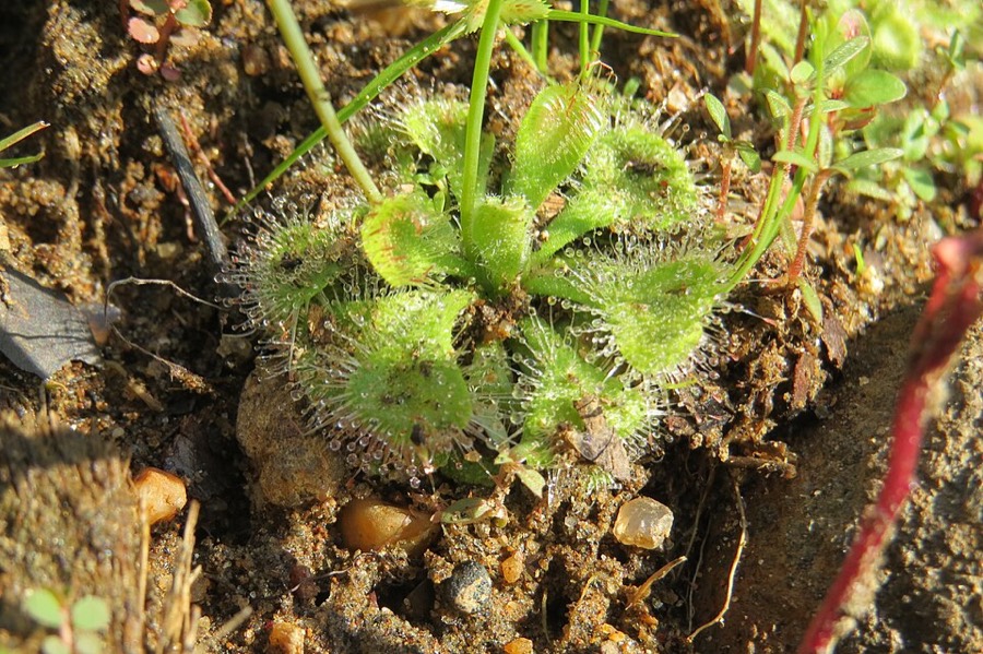 Ảnh minh hoạ Cỏ Trói Gà (Drosera burmannii) 1