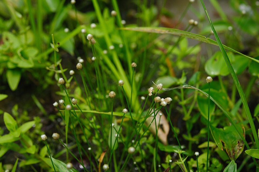 Ảnh minh hoạ Cốc Tinh Thảo (Eriocaulon sexangulare) 4