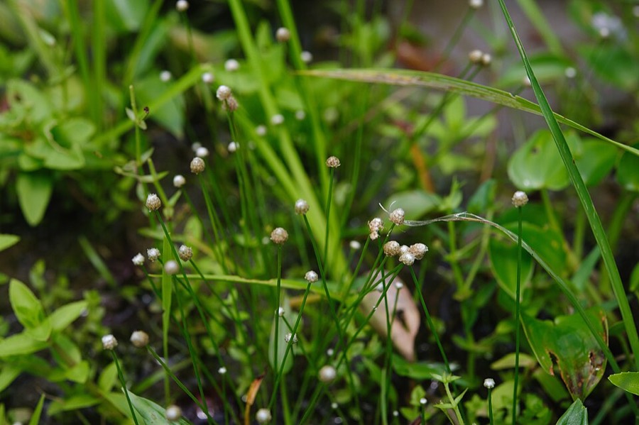 Ảnh minh hoạ Cốc Tinh Thảo (Eriocaulon sexangulare) 5