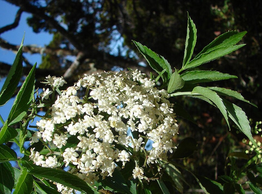 Ảnh minh hoạ Cơm Cháy (Sambucus javanica) 1