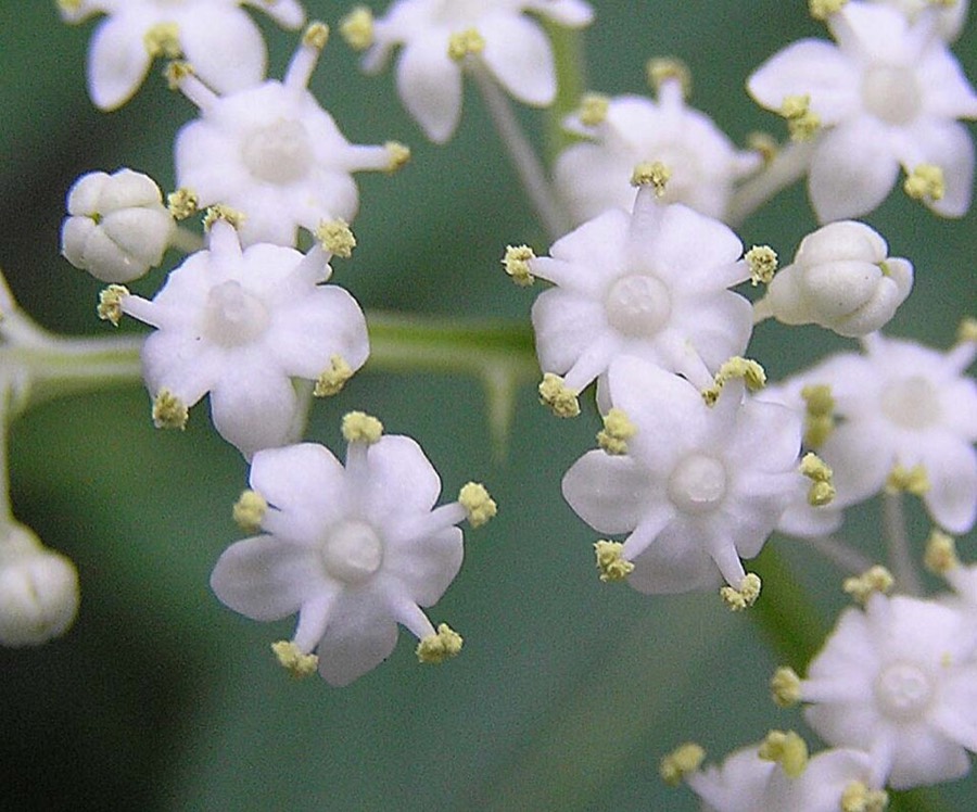 Ảnh minh hoạ Cơm Cháy (Sambucus javanica) 2