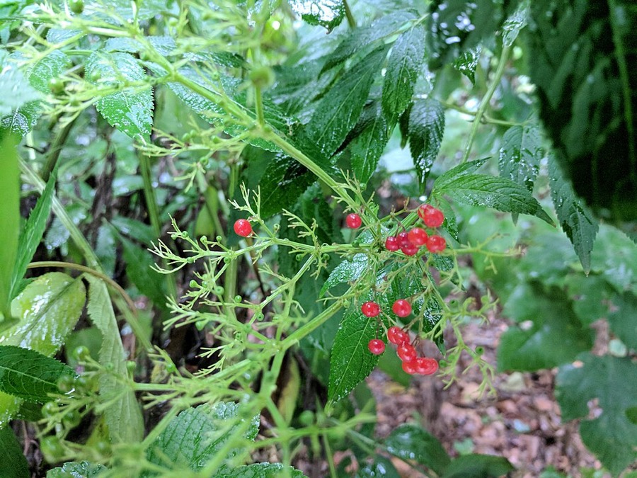Ảnh minh hoạ Cơm Cháy (Sambucus javanica) 3