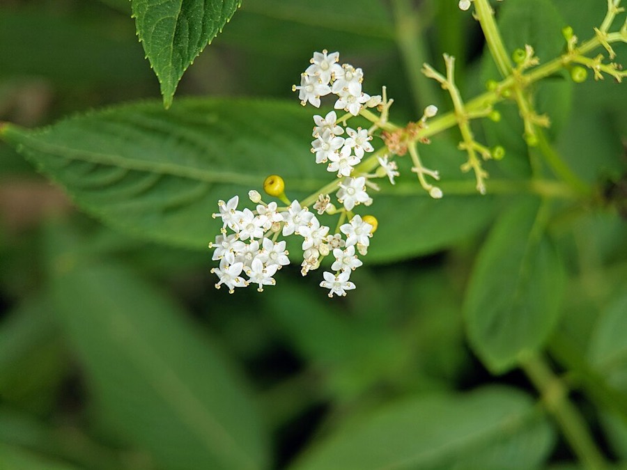 Ảnh minh hoạ Cơm Cháy (Sambucus javanica) 4