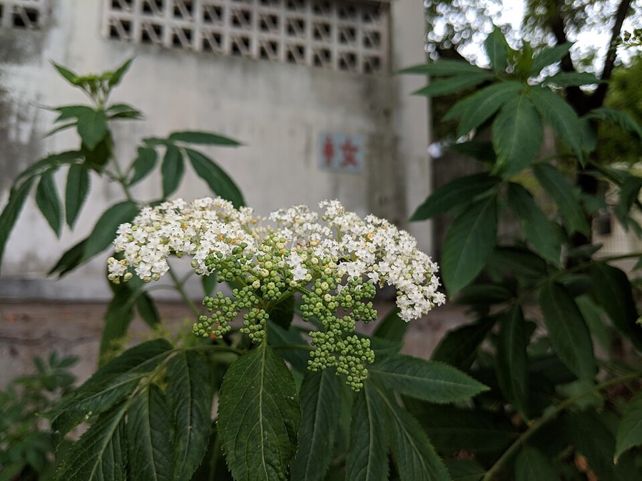 Ảnh minh hoạ Cơm Cháy (Sambucus javanica) 5
