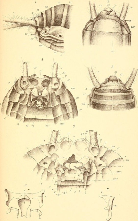 Ảnh minh hoạ Con Dế (Gryllotalpa unispinalpa) 1