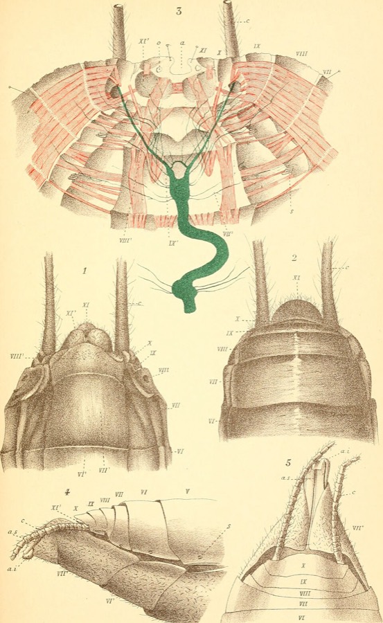 Ảnh minh hoạ Con Dế (Gryllotalpa unispinalpa) 2